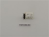 藏品(台灣褐肩白星天牛)的圖片